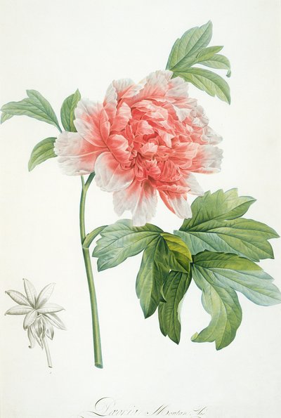 Pivoine, 1799 - Pierre Joseph Redouté